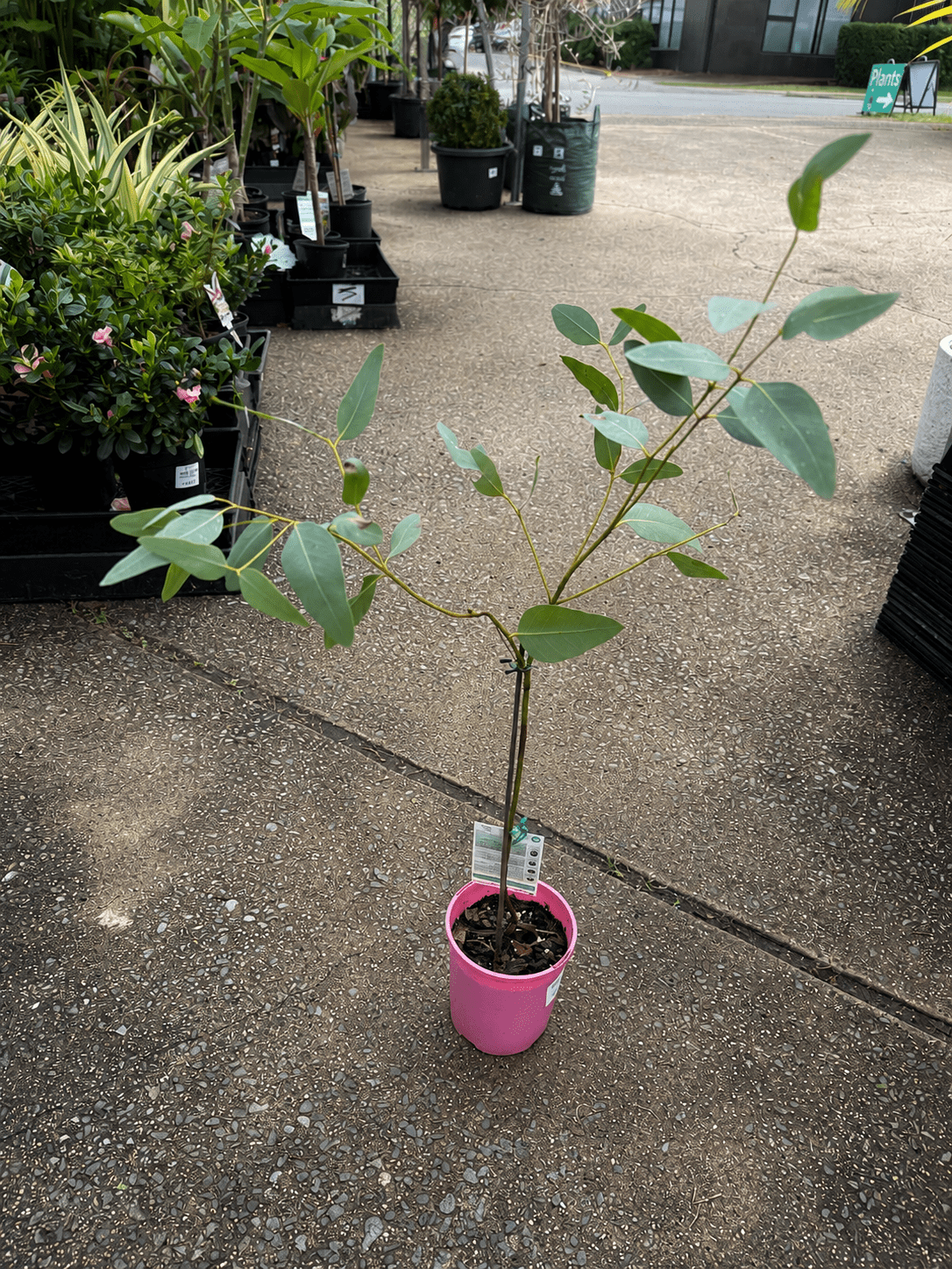 Eucalyptus ‘Large Fruited Whitewood’ (Leucoxylon var. macrocarpa 'Rosea') - Ladybird Nursery