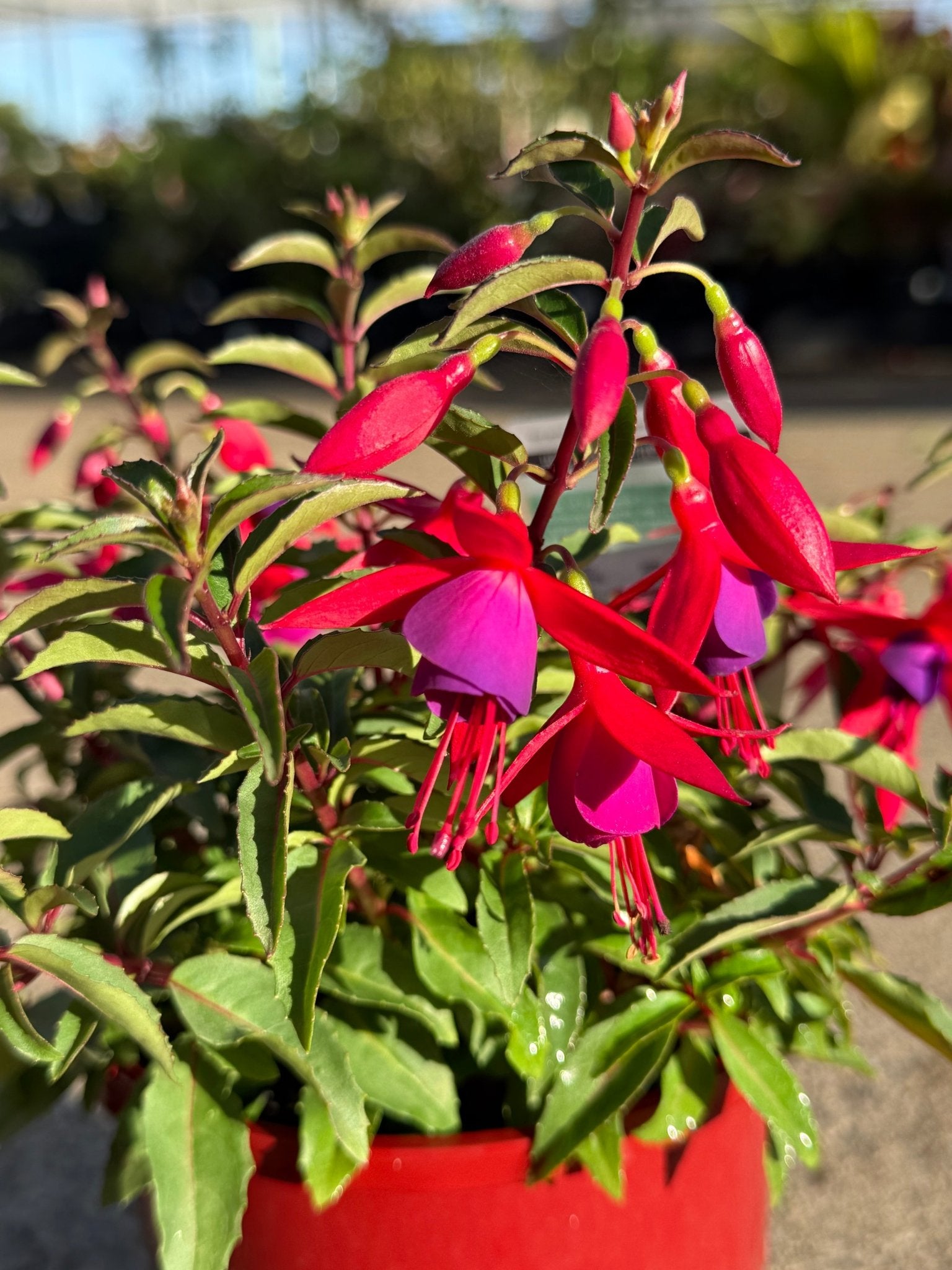 Fuchsia 'Electric Lights' - Ladybird Nursery