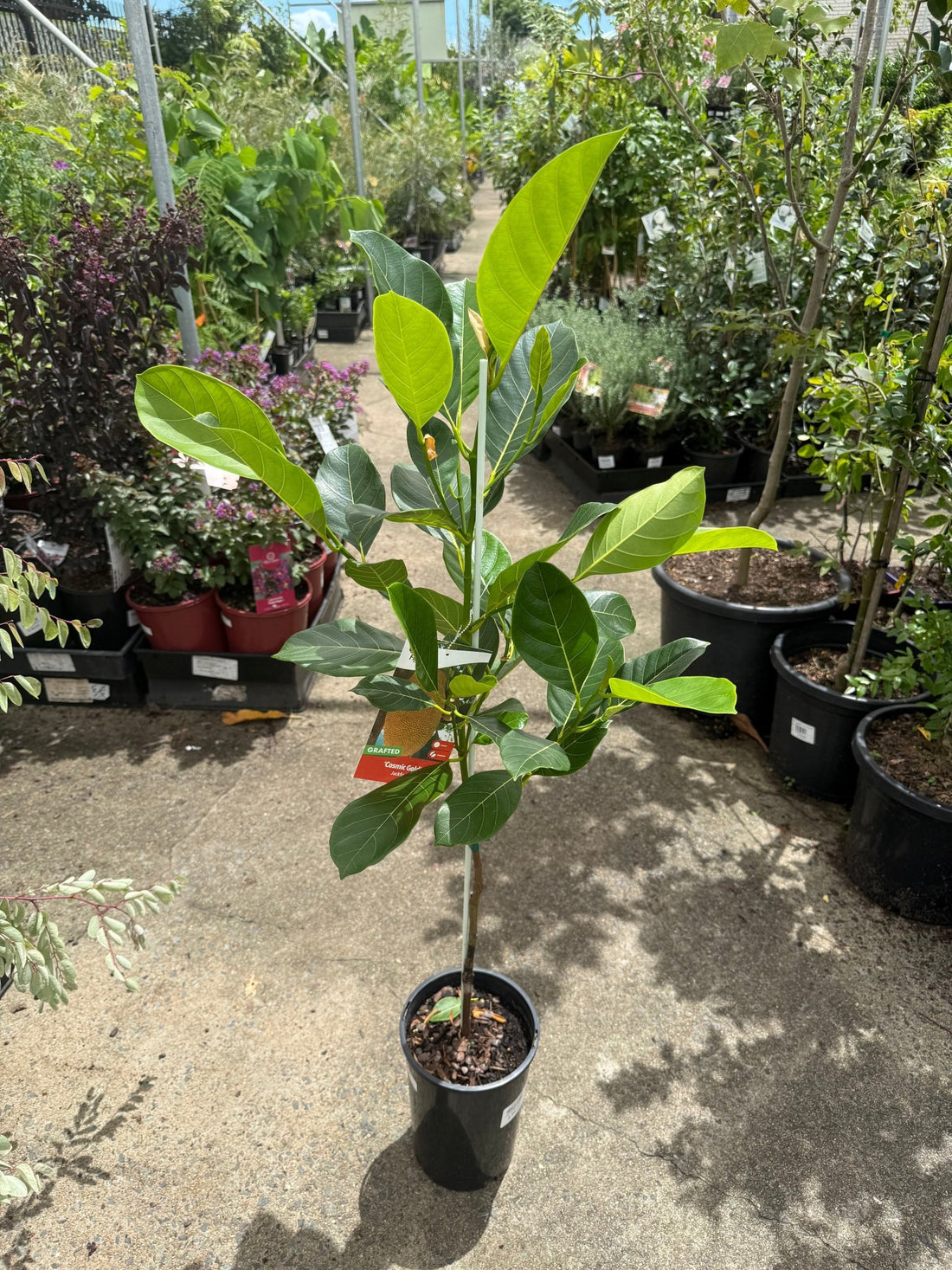 Jackfruit 'Cosmic Gold' (Grafted) - Ladybird Nursery