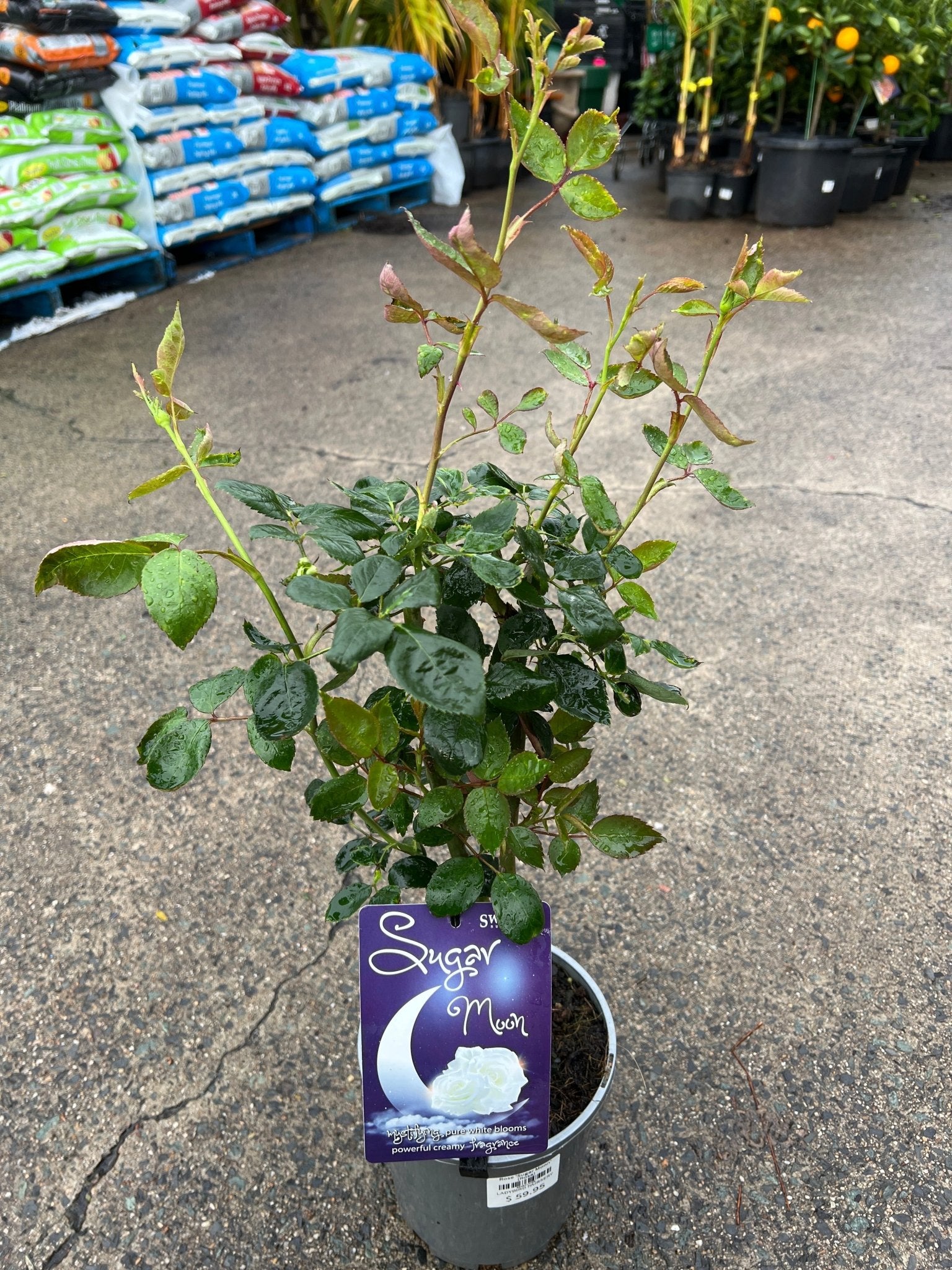 Rose 'Sugar Moon' (Rosa) - Ladybird Nursery