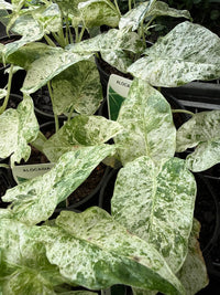 Variegated Elephant Ear (Alocasia odora) - Ladybird Nursery