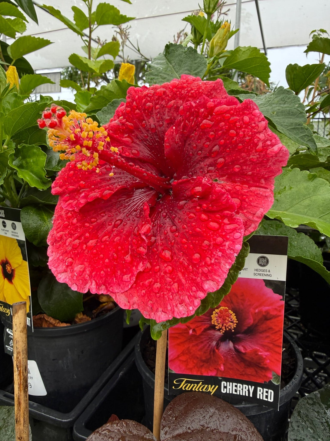 Hibiscus ‘Fantasy Cherry Red’ (Hibiscus rosa - sinensis) - Ladybird Nursery
