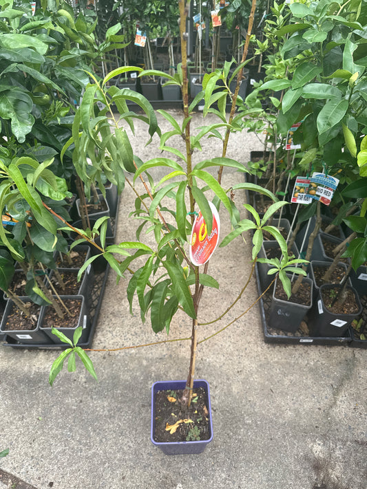 Dwarf Nectarine 'Crimson Baby'