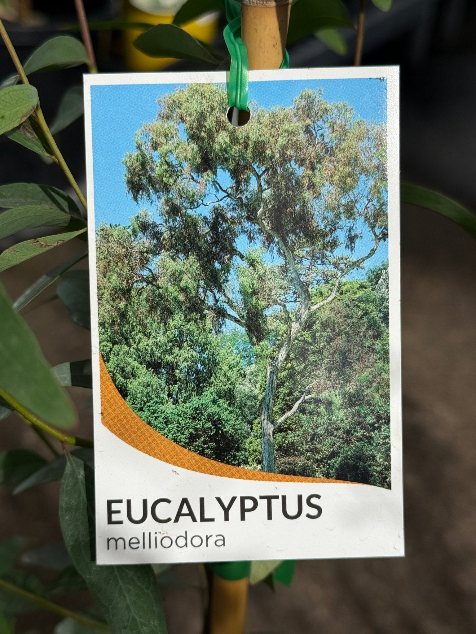 Yellow Box Tree (Eucalyptus melliodora) - Ladybird Nursery