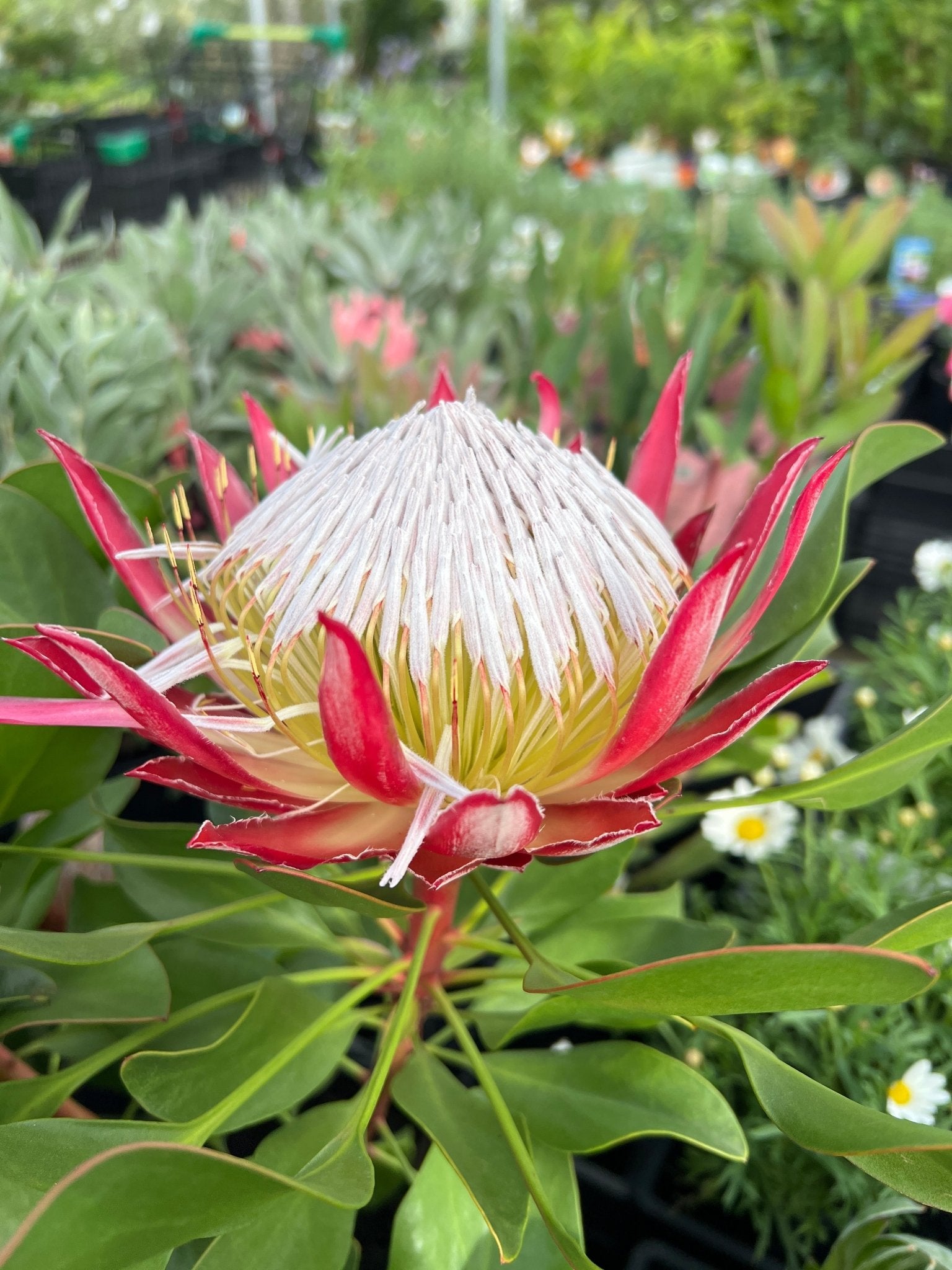 Protea 'Little Prince' - Large - Ladybird Nursery