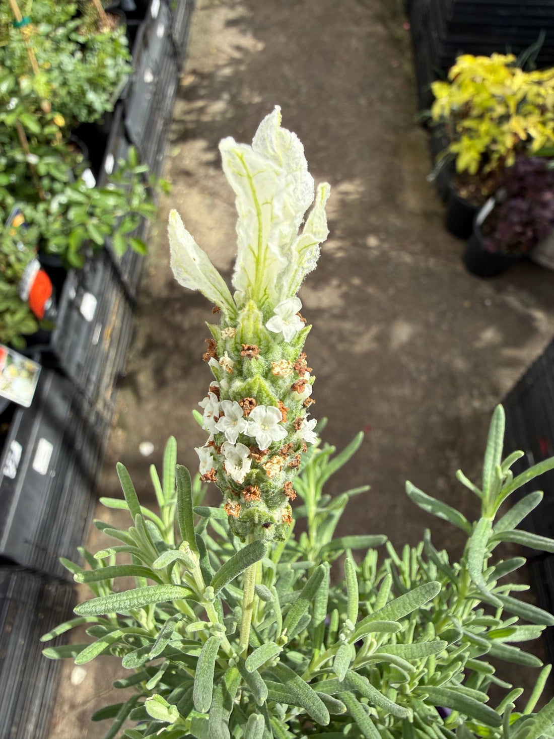 Lavender 'The Snow Princess' (Lavandula hyb.) - Ladybird Nursery