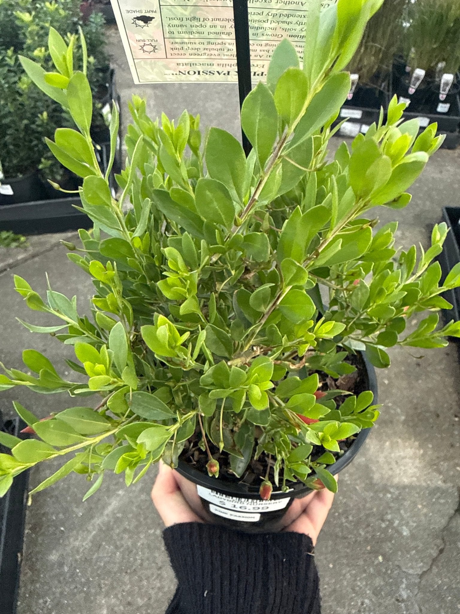 Emu Bush ‘Pink Passion’ (Eremophila maculata) - Ladybird Nursery