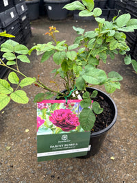 Rose ‘Darcey Bussell' (David Austin) - Ladybird Nursery