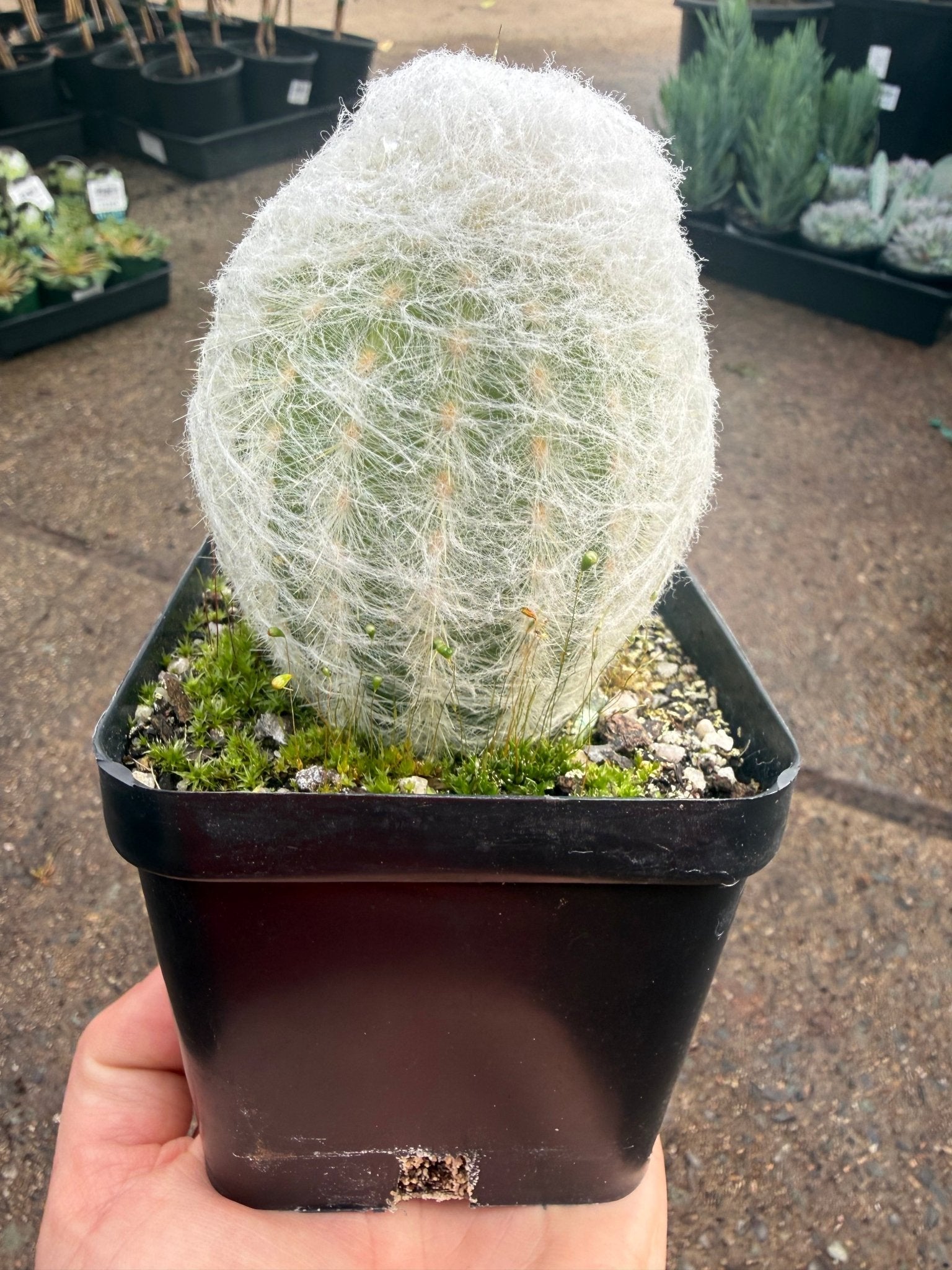 Peruvian Old Lady Cactus (Espostoa melanostele) - Ladybird Nursery