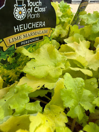 Heuchera 'Lime Marmalade' - Ladybird Nursery