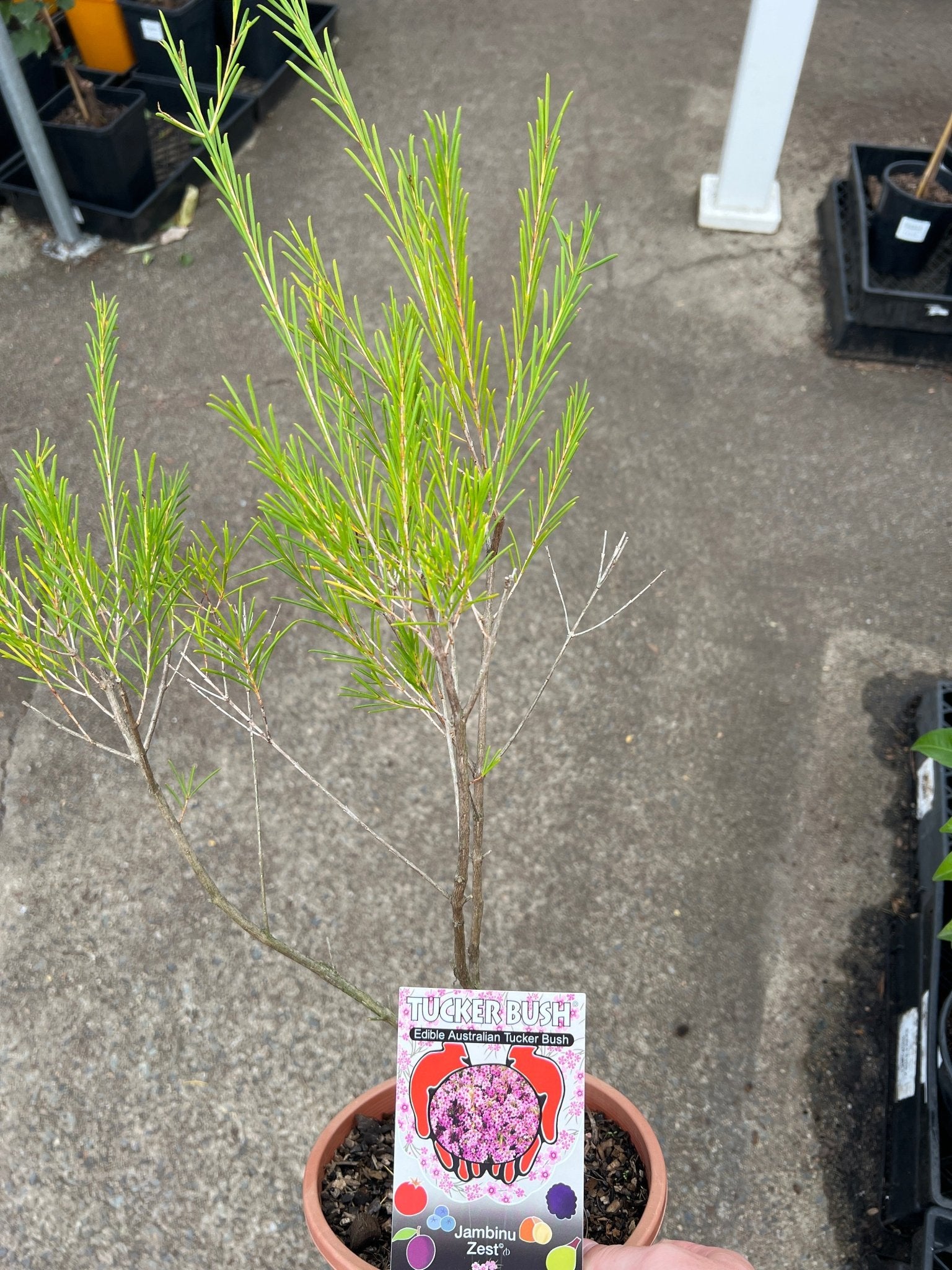 ‘Jambinu Zest' (Chamelaucium hybrida) - Ladybird Nursery
