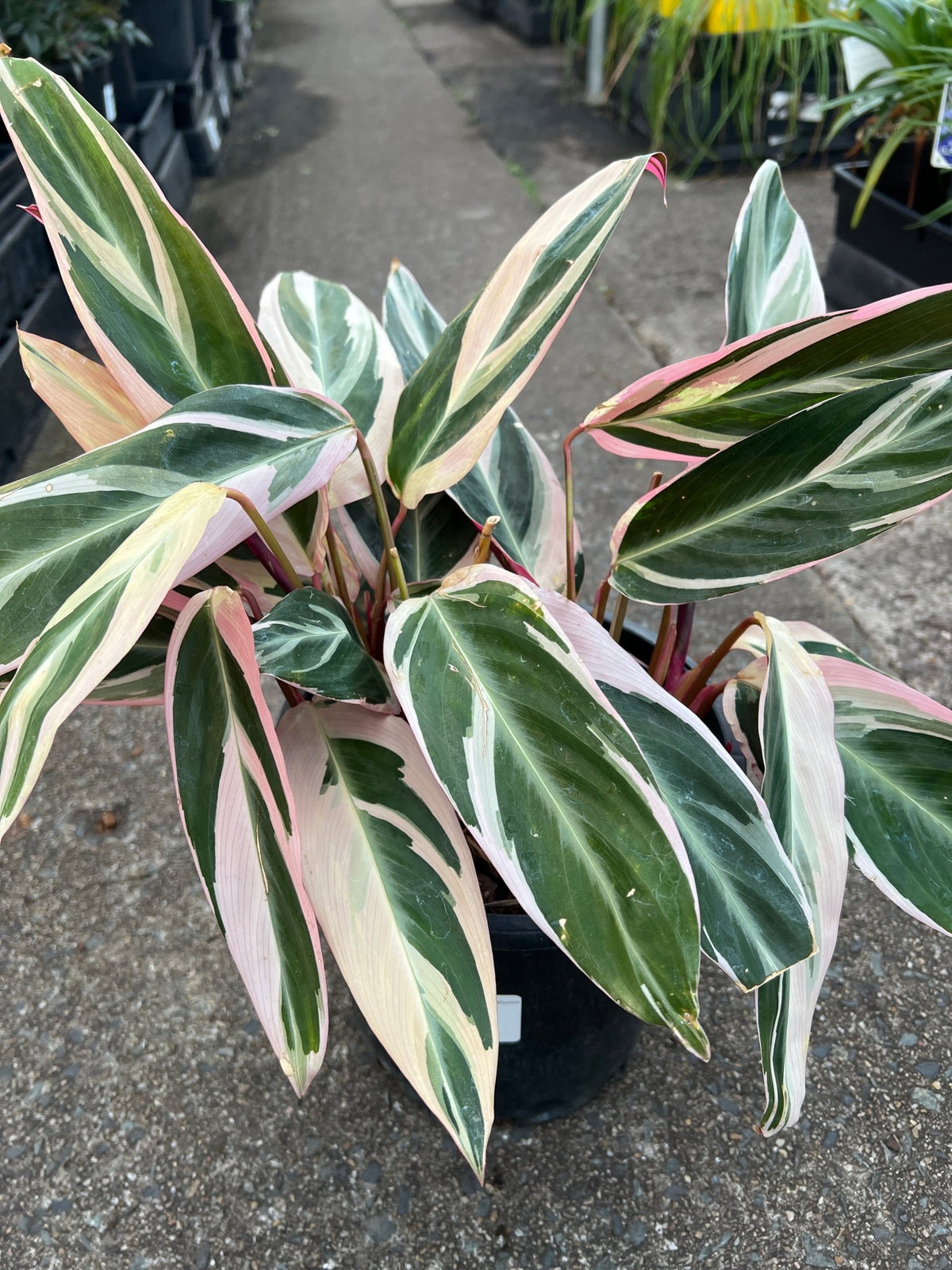 Stromanthe sanguinea 'Triostar' - Large - Ladybird Nursery