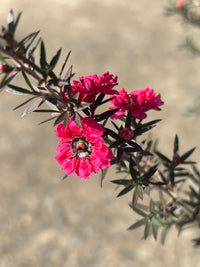 Leptospermum 'Burgundy Queen' (Leptospermum scoparium) - Large - Ladybird Nursery