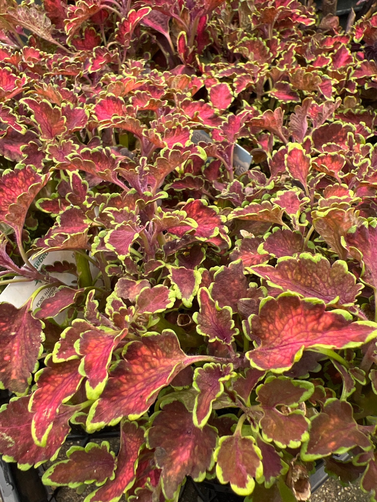 Coleus 'Kirra' - Ladybird Nursery