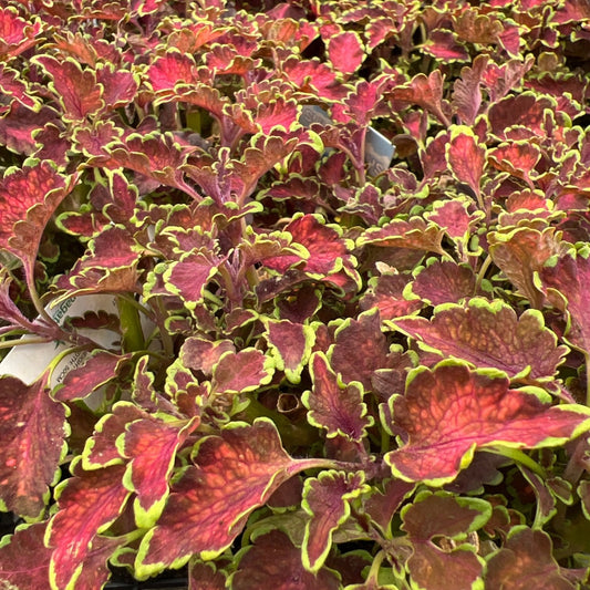 Coleus 'Kirra' - Ladybird Nursery