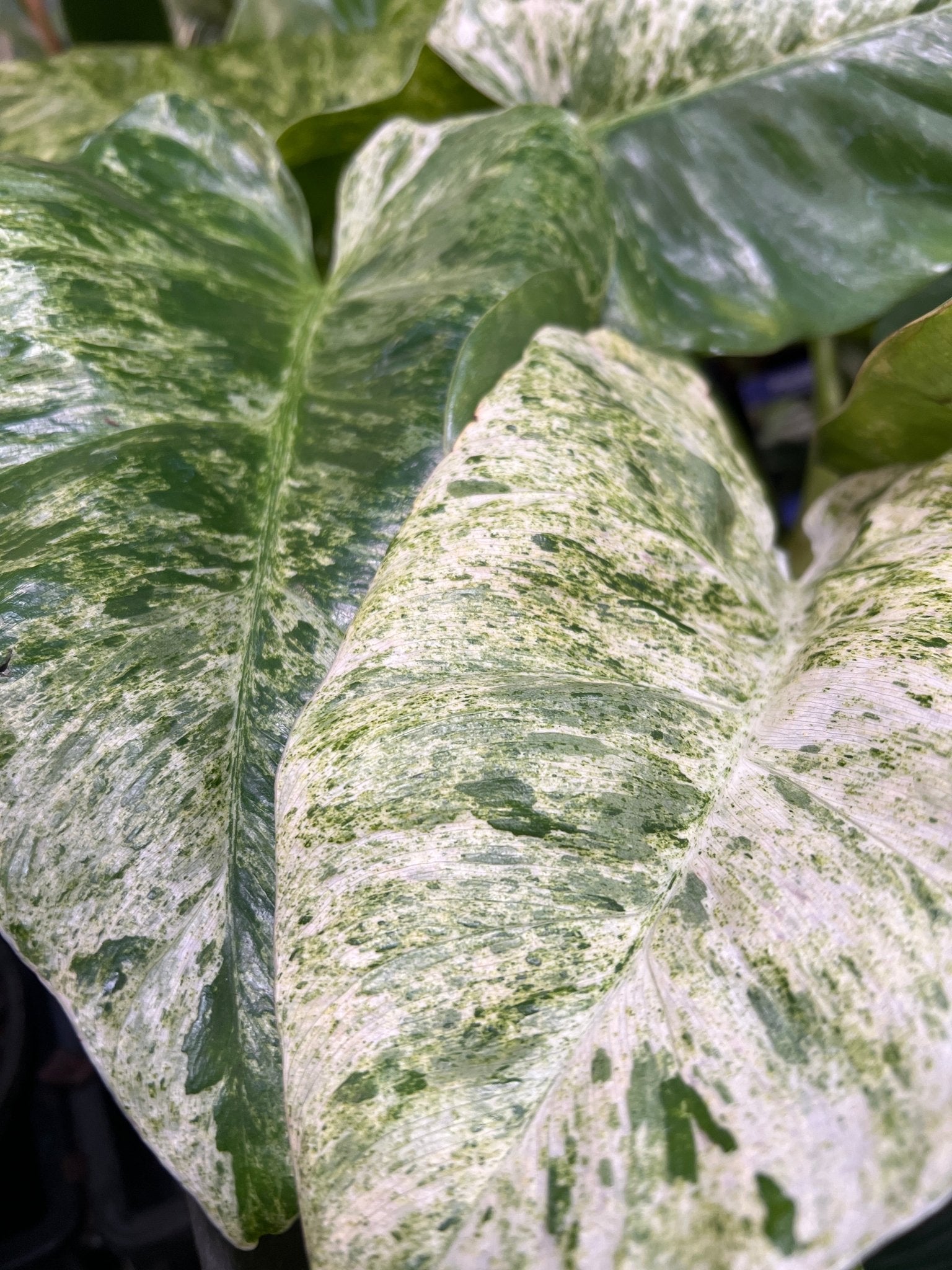 Philodendron 'Blizzard' (Philodendron Giganteum) - Ladybird Nursery