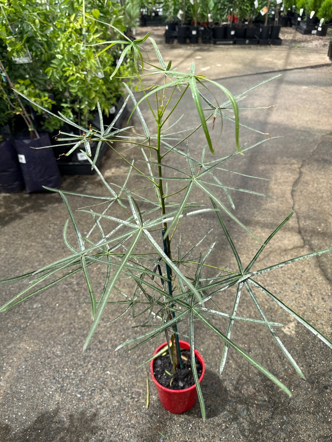Queensland Bottle Tree (Brachychiton rupestris) 140mm Pot - Ladybird Nursery