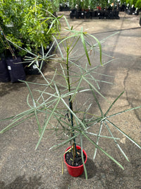 Queensland Bottle Tree (Brachychiton rupestris) 140mm Pot - Ladybird Nursery
