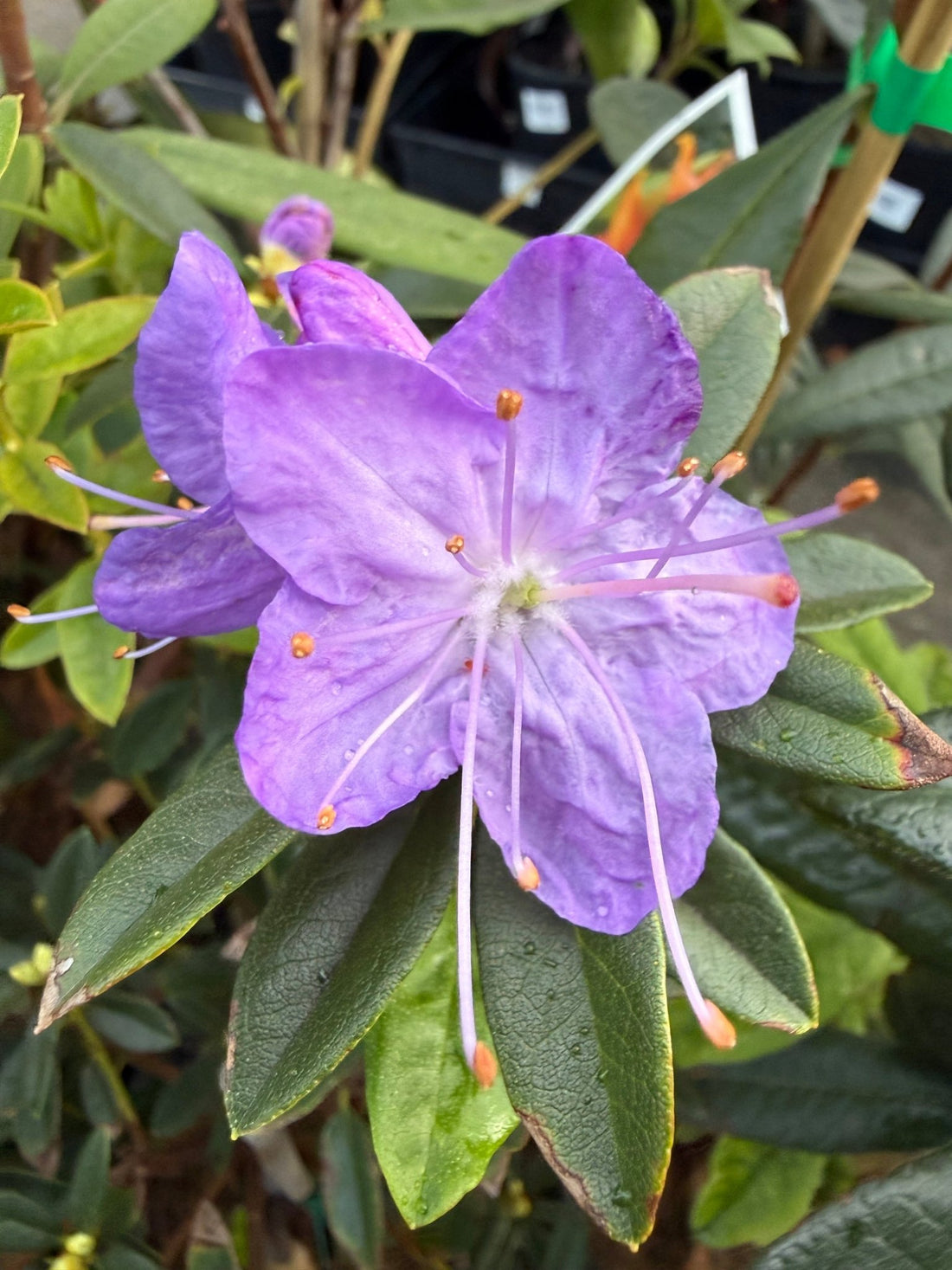 Rhododendron Blue Admiral - Ladybird Nursery