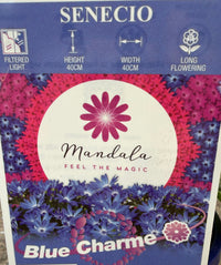 Pericallis (Senecio) Mandala 'Blue Charme' - Ladybird Nursery