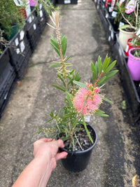Weeping Bottlebrush ‘Pink Champagne’ (Callistemon viminalis) - Ladybird Nursery