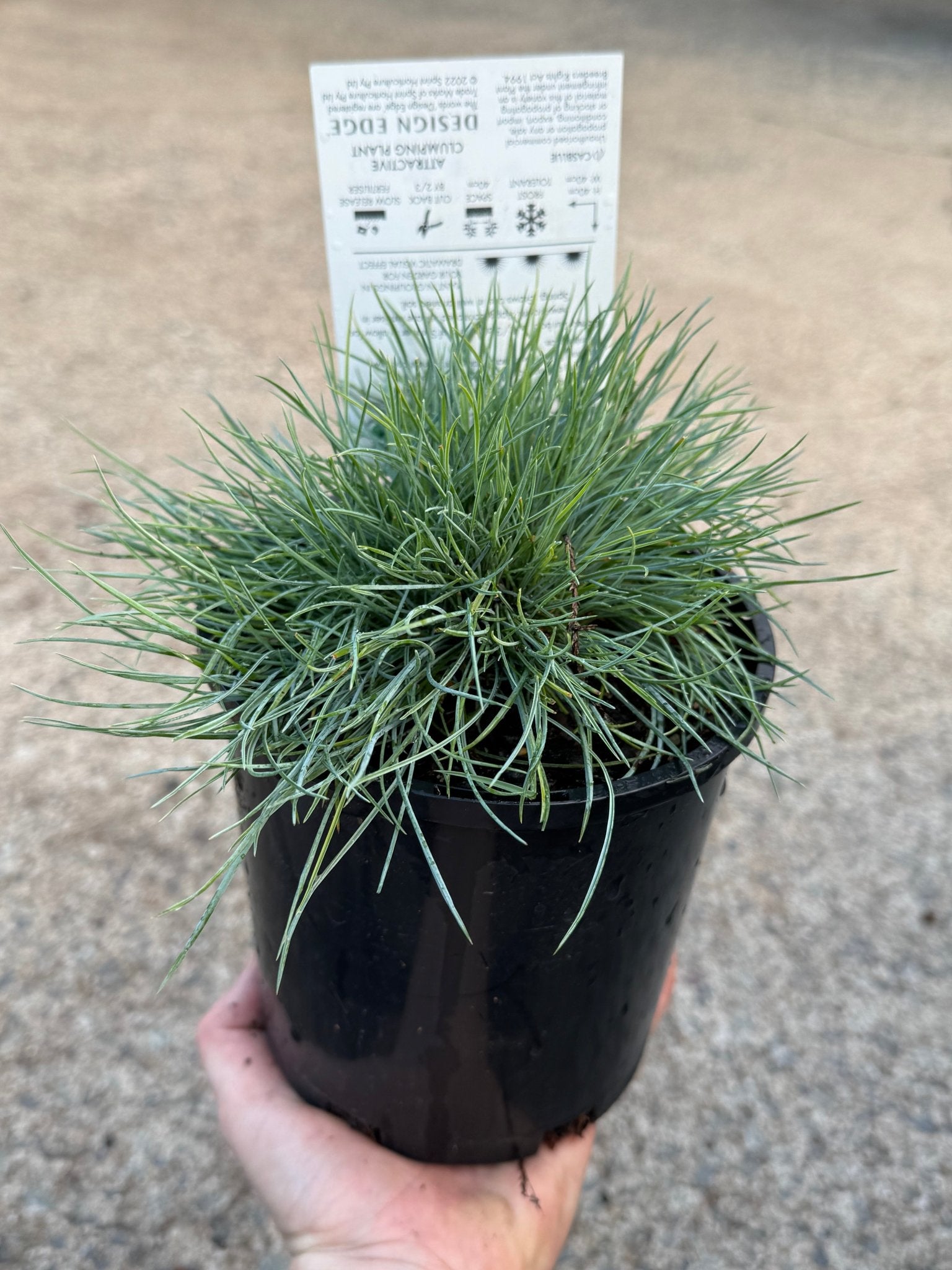 Festuca 'Beyond Blue' (Festuca glauca) - Ladybird Nursery
