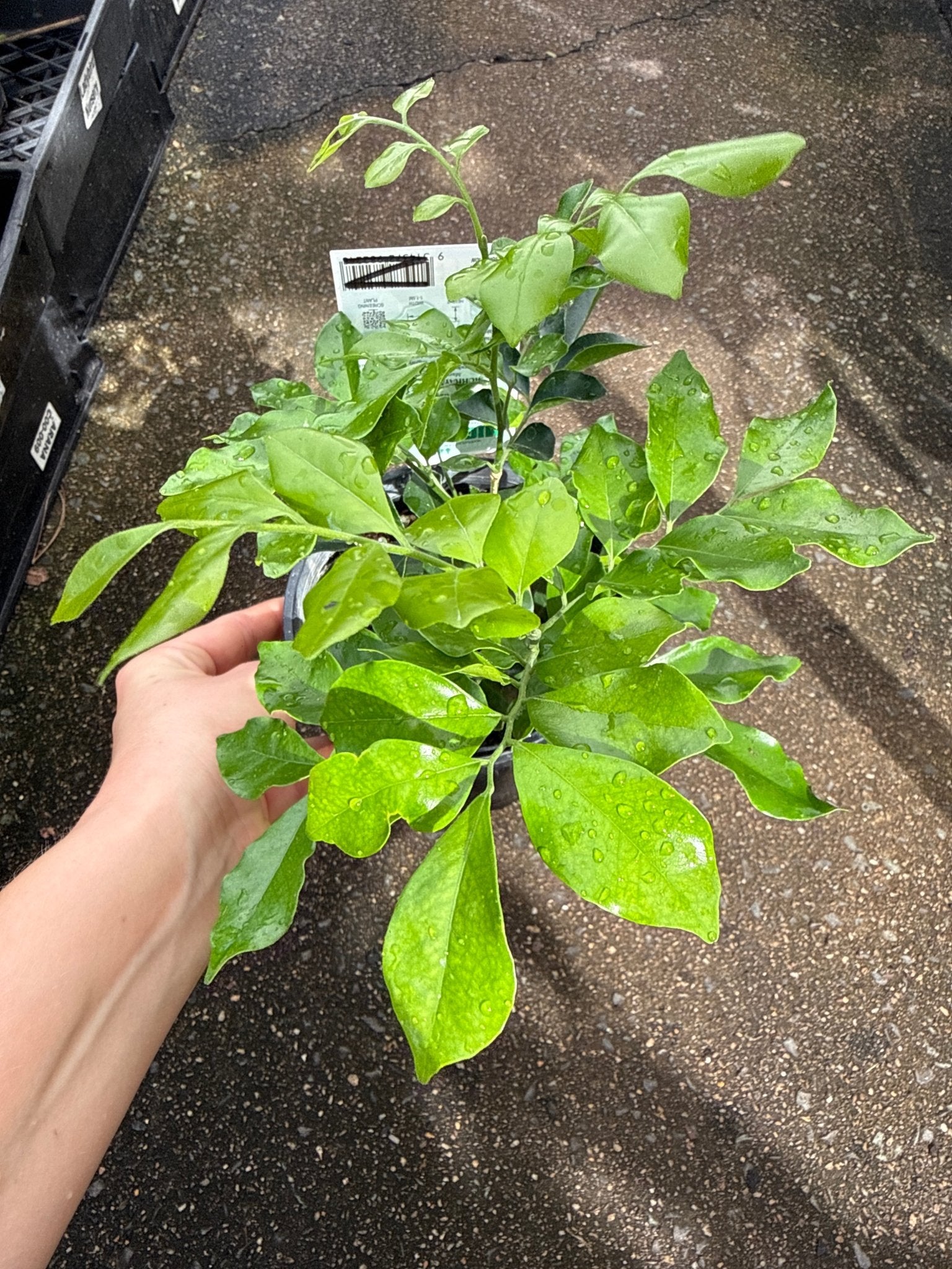 Mock Orange 'Mighty Tough' (Murraya paniculata) - Ladybird Nursery