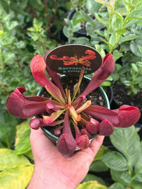 Pitcher Plant (Sarracenia x courtii) 100mm Pot - Ladybird Nursery