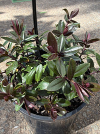Hebe Chocolate Box 'Strawberry Cream' - Ladybird Nursery