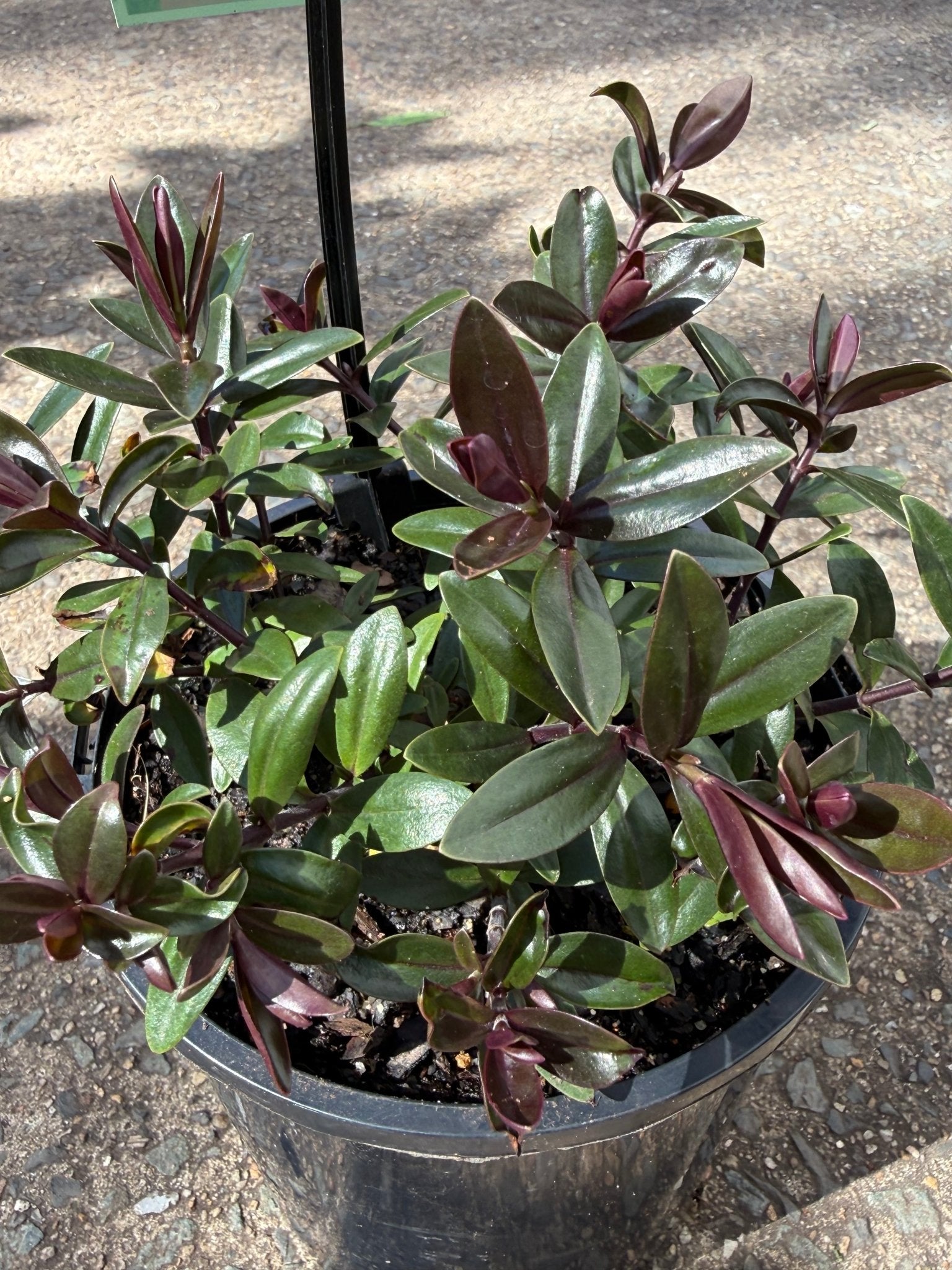 Hebe Chocolate Box 'Strawberry Cream' - Ladybird Nursery