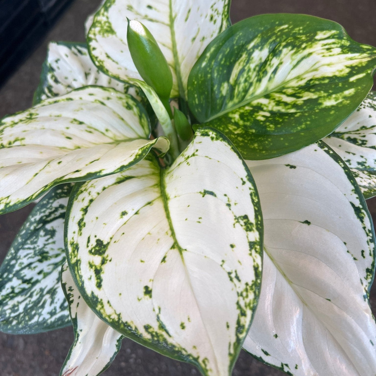 Aglaonema 'White Valentine' - Ladybird Nursery