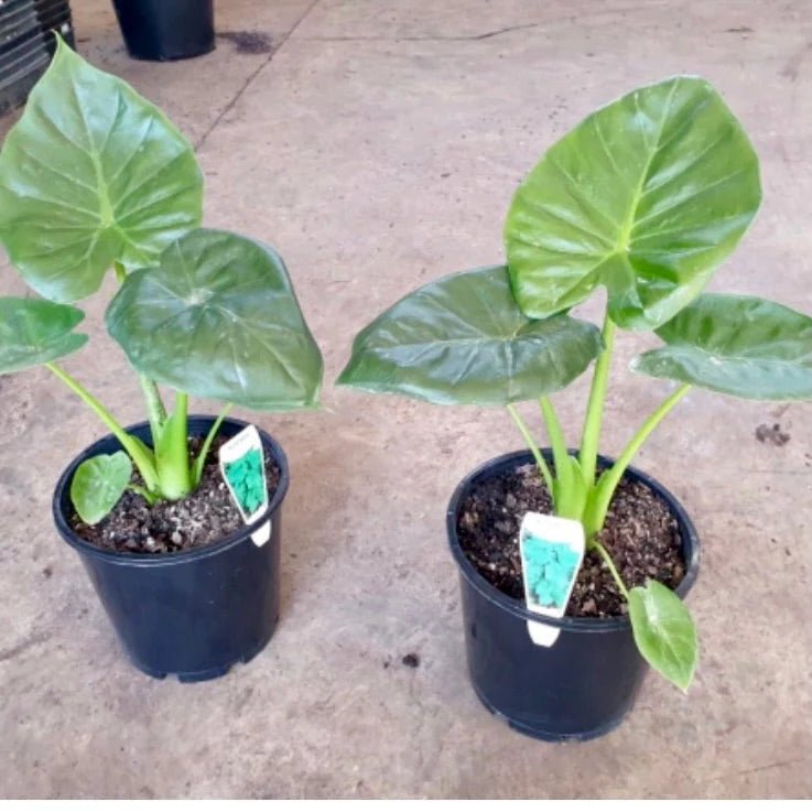 Dwarf Elephant Ear (Alocasia calidora) - Ladybird Nursery