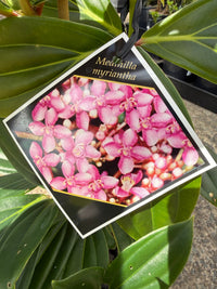 Dwarf Medinilla (Medinilla myriantha) - Ladybird Nursery
