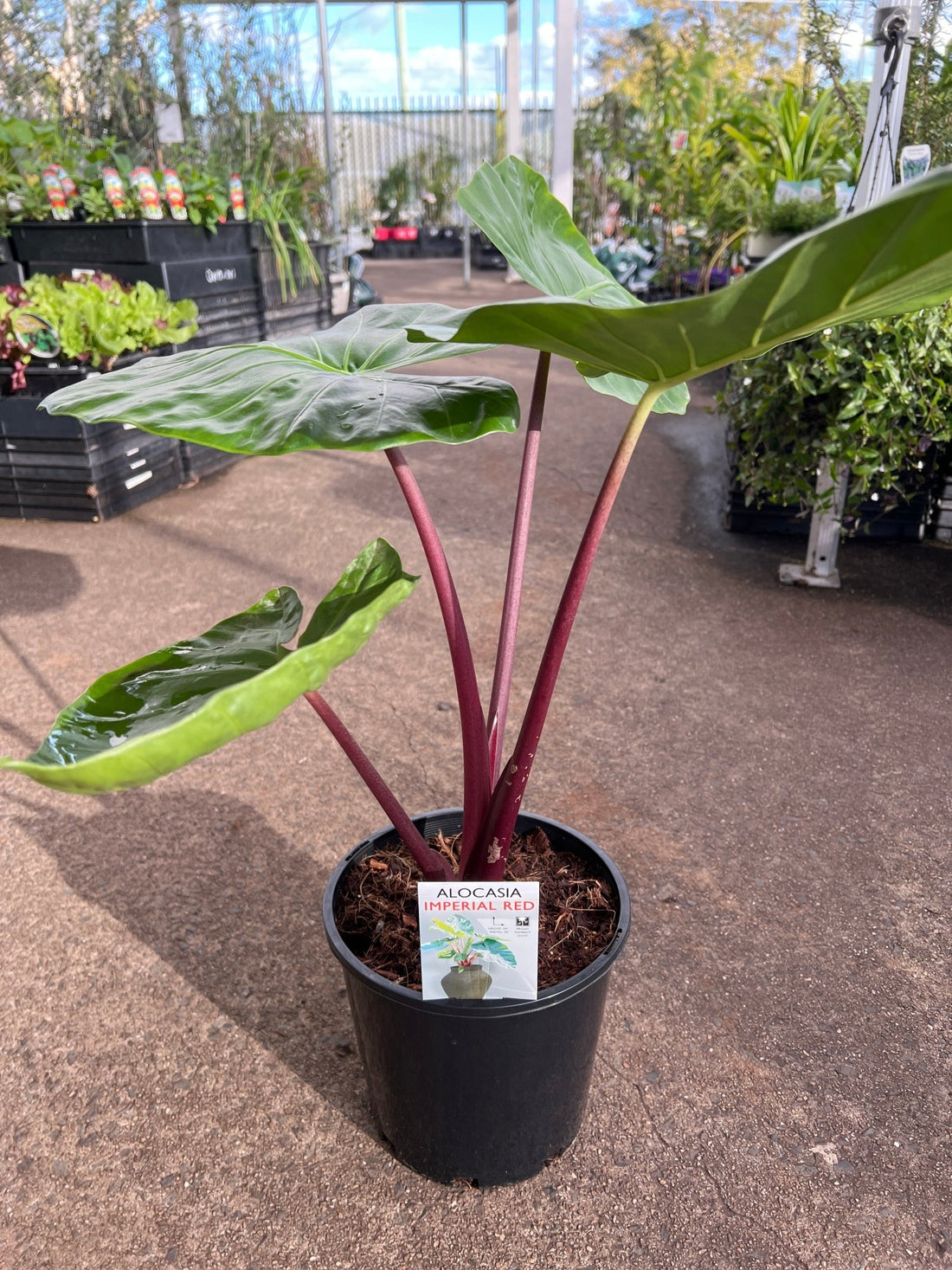 Philodendron 'Imperial Red' - Large - Ladybird Nursery