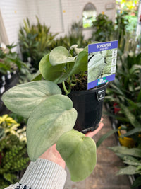 Scindapsus 'Silver Hero' - Ladybird Nursery