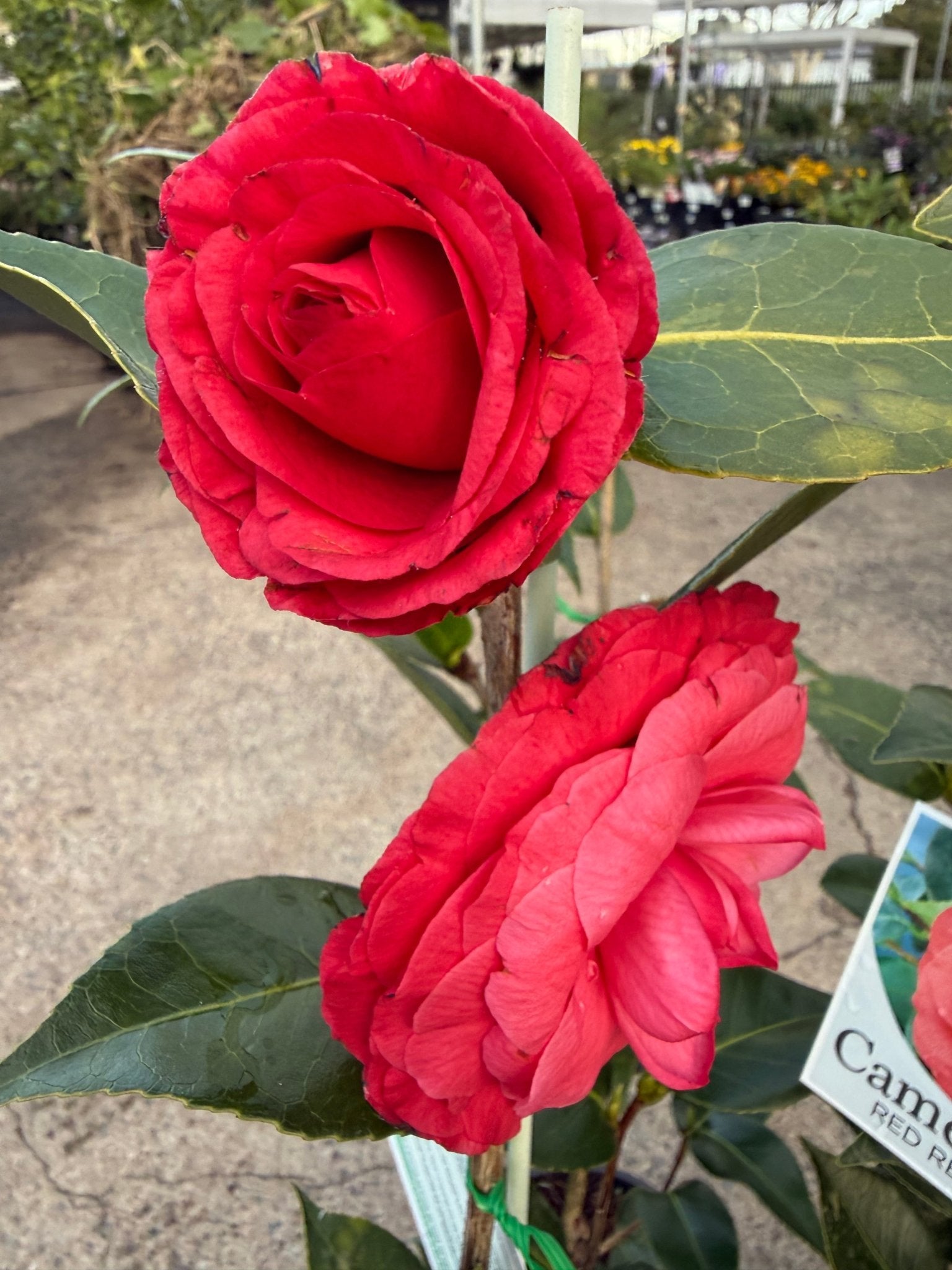 Camellia 'Red Red Rose' - Large - Ladybird Nursery