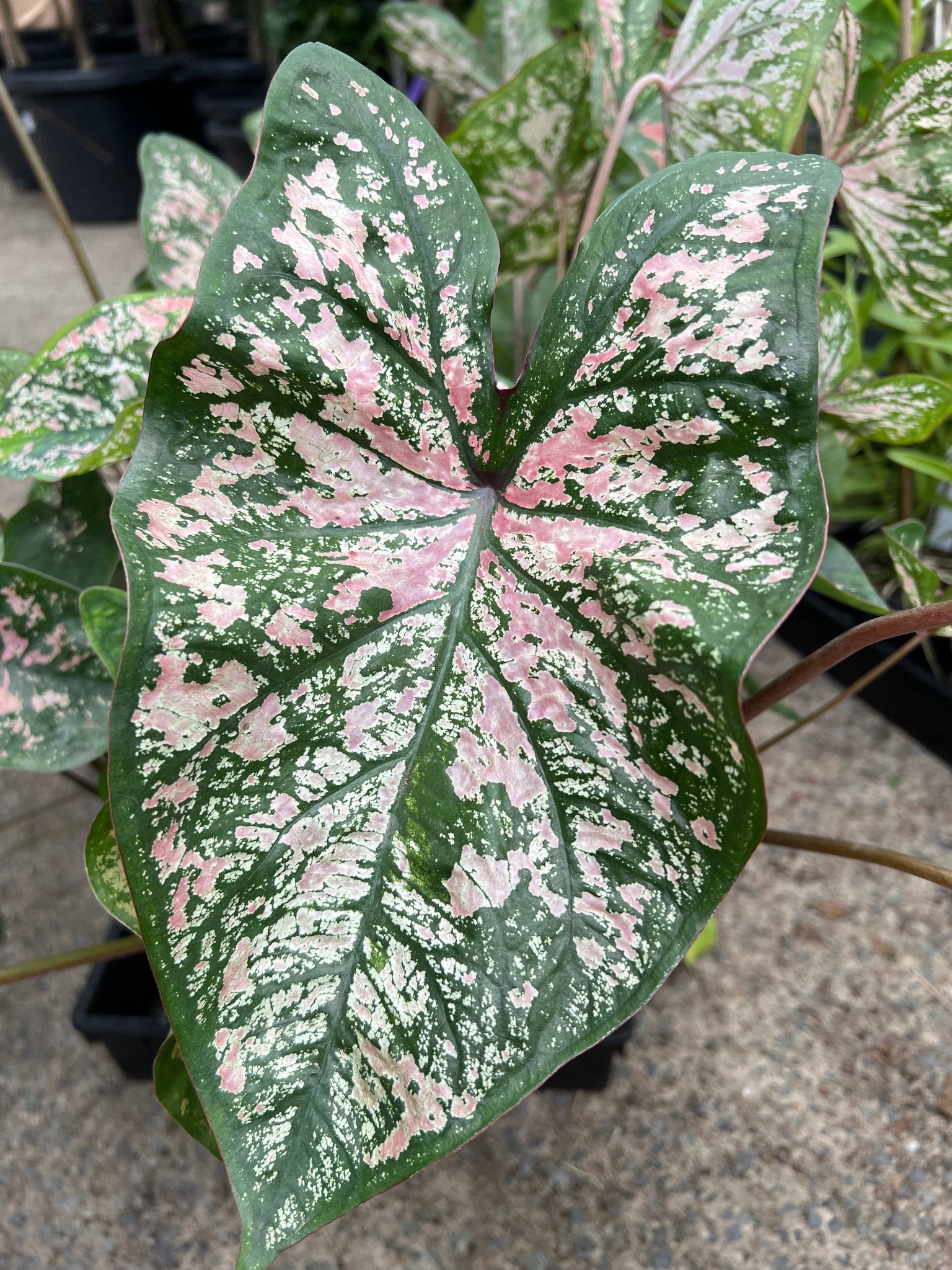 Caladium 'Florida Elise' - Ladybird Nursery