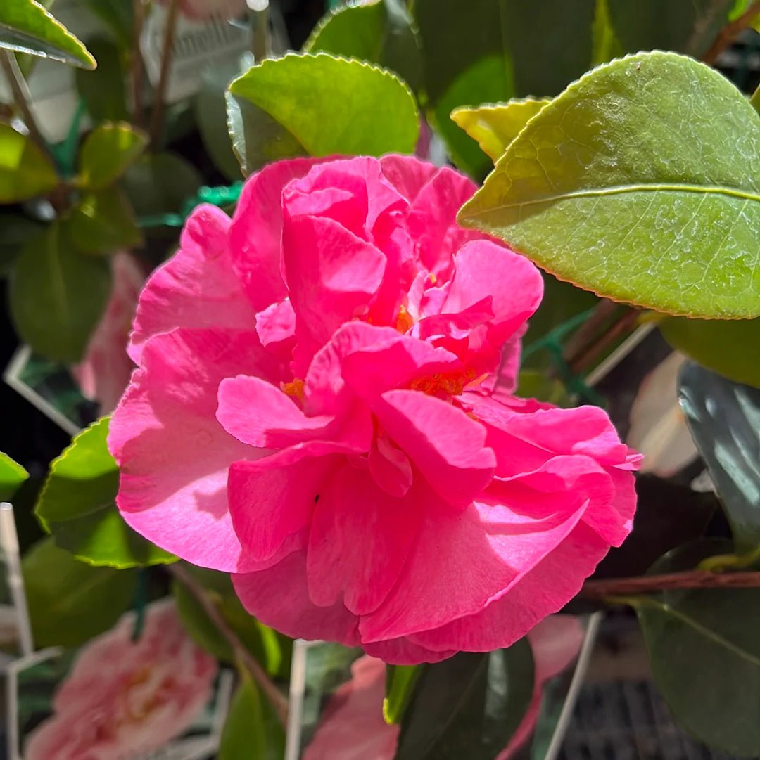 Sasanqua Camellia Bert Jones (Camellia sasanqua) - Ladybird Nursery