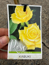Rose 'Kabuki' - 3ft Standard (PICKUP ONLY) - Ladybird Nursery