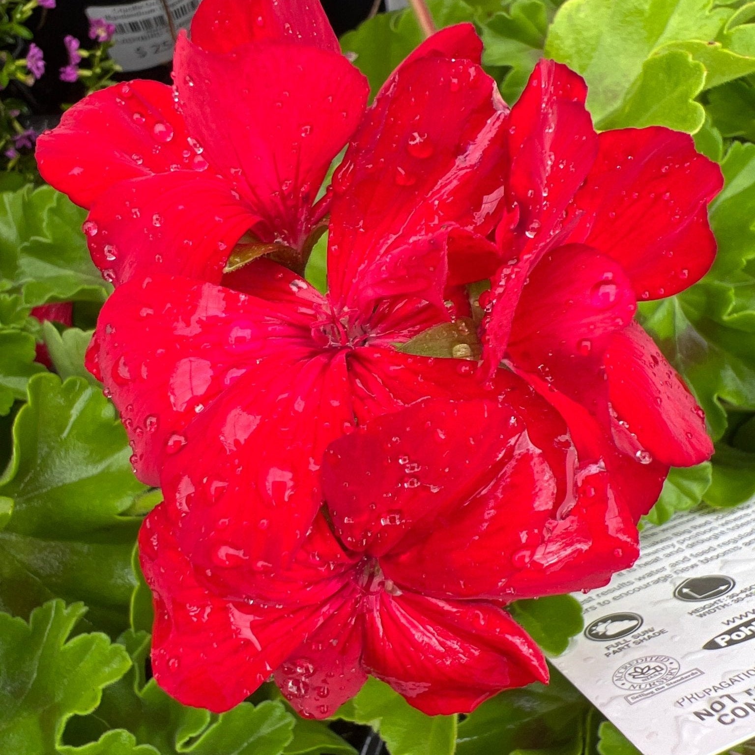 Geranium 'Big Red' Plant – Buy Now! – Ladybird Nursery