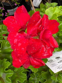 Geranium 'Big Red' - Ladybird Nursery