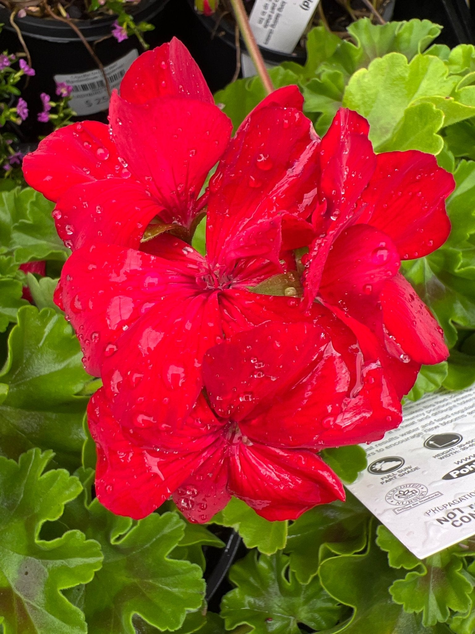 Geranium 'Big Red' - Ladybird Nursery