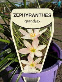 Rain Lily Grandjax (Zephyranthes) - Ladybird Nursery