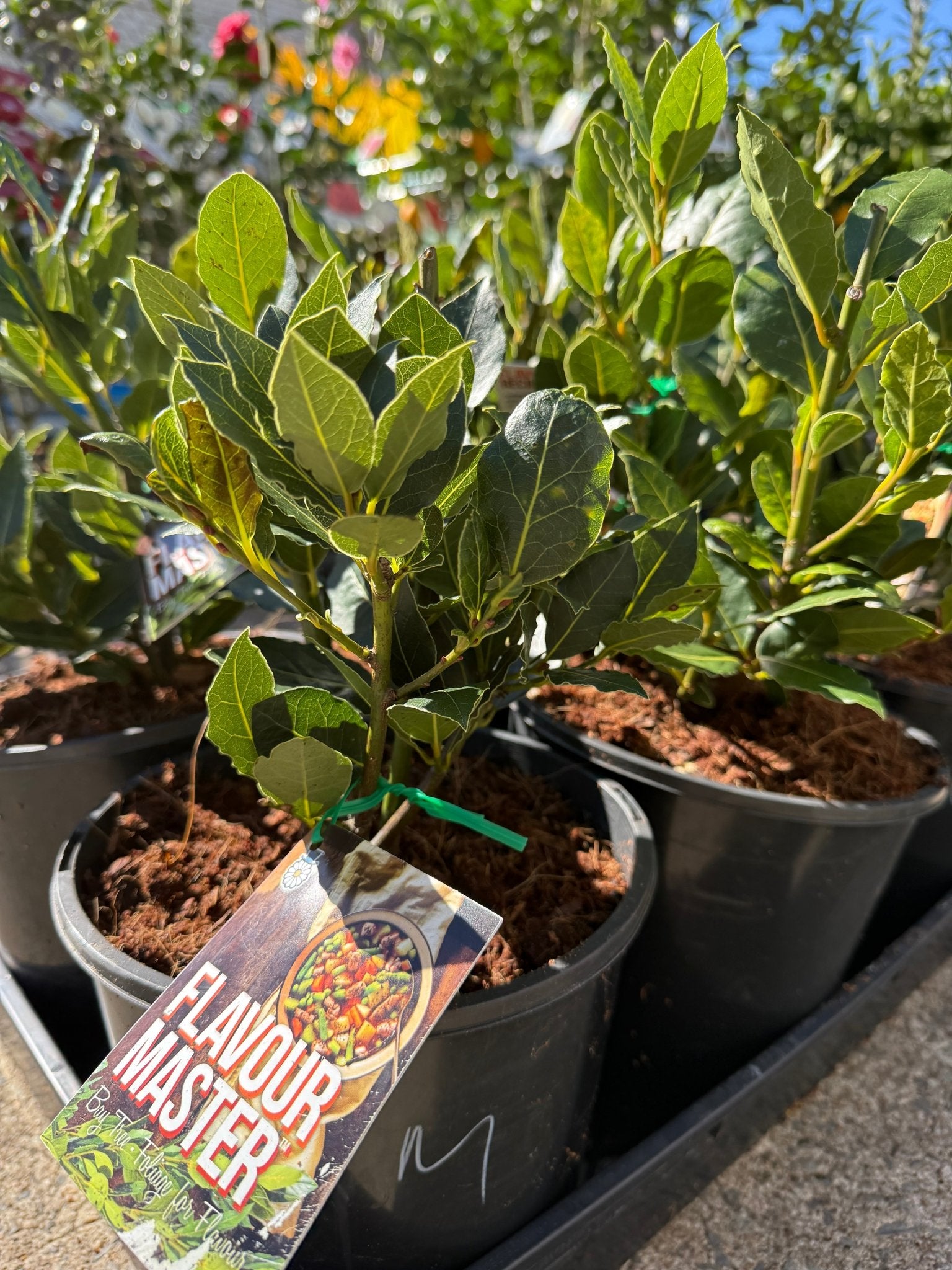 Bay Tree 'Flavour Master' (Laurus nobilis) Large - Ladybird Nursery