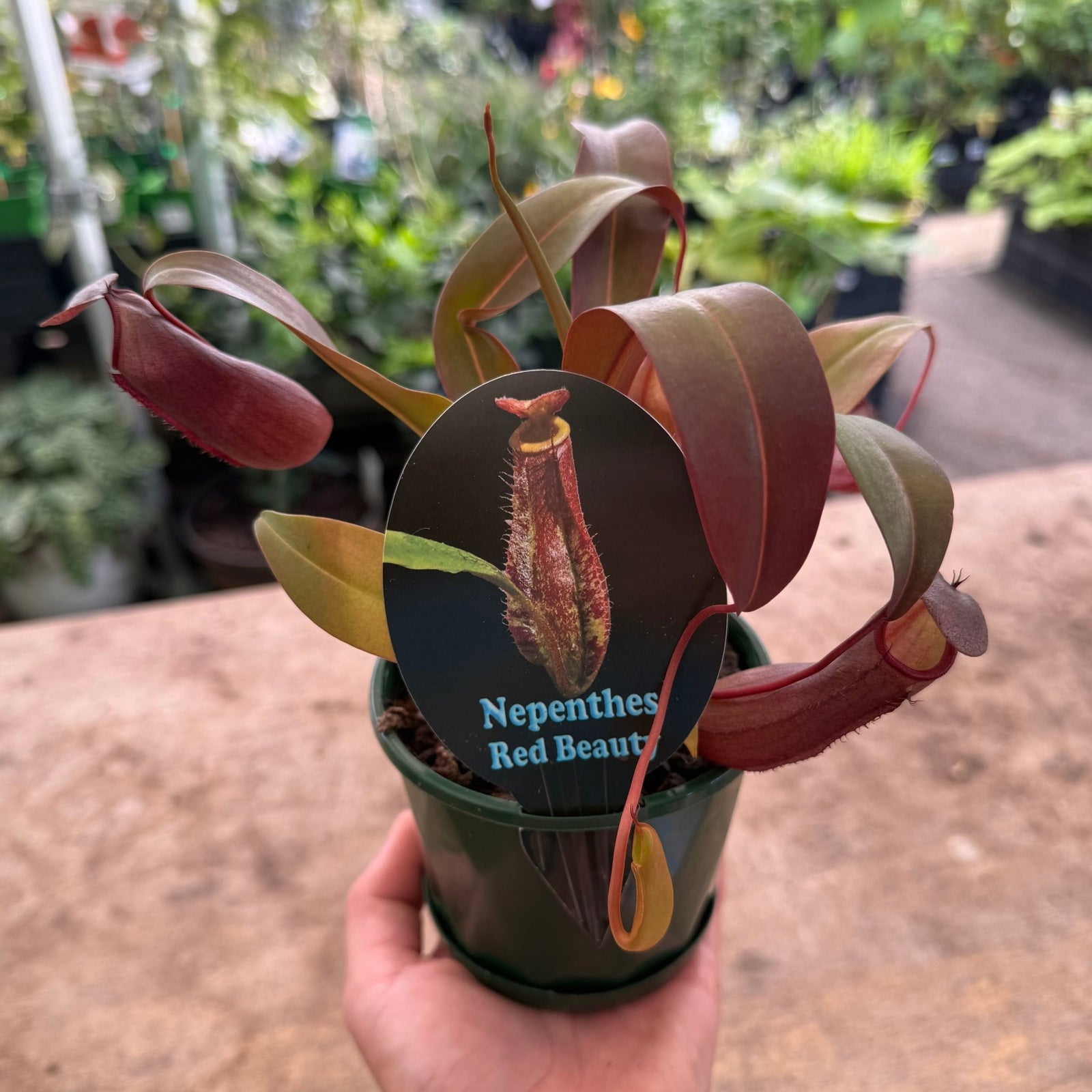 Tropical Pitcher Plant 'Red Beauty' (Nepenthes) - Ladybird Nursery