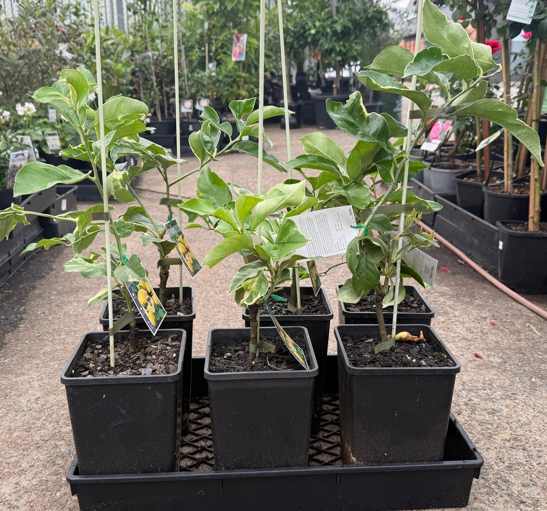 Lemon Variegated 'Eureka' (QLD Only) - Ladybird Nursery