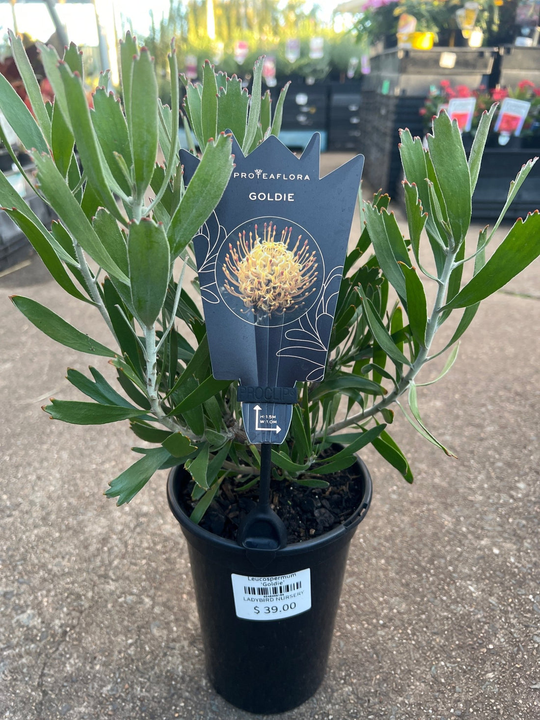 Leucospermum ‘Goldie’ - Ladybird Nursery