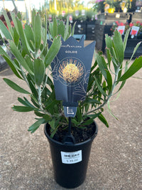 Leucospermum ‘Goldie’ - Ladybird Nursery