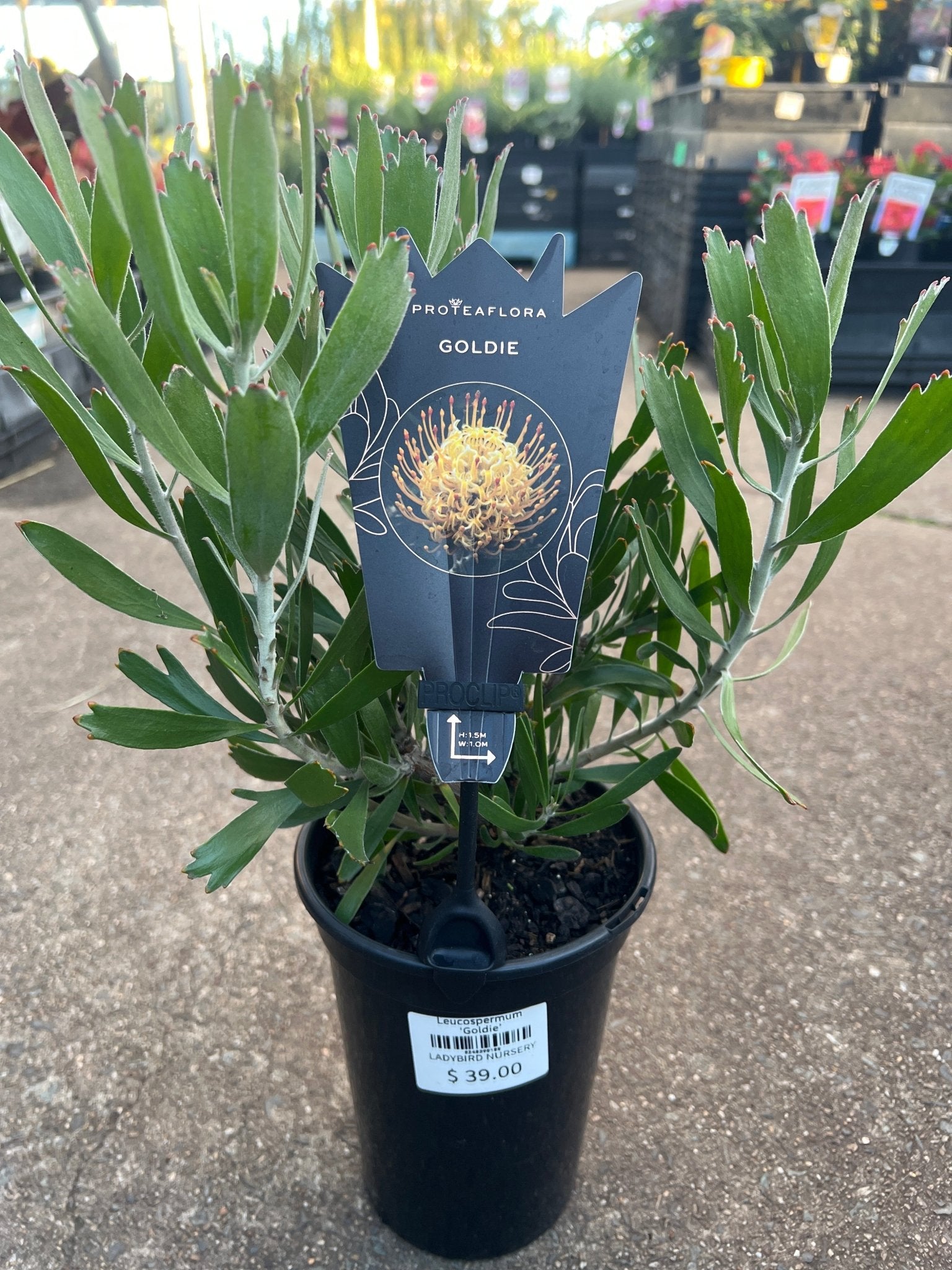 Leucospermum ‘Goldie’ - Ladybird Nursery
