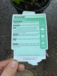 Wasabi 'Green Thumb' (Wasabia japonica) - Ladybird Nursery
